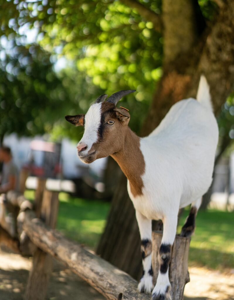 Goat at Petting Farm Cute goat standing on a wooden fence in a sunny Belgian countryside.